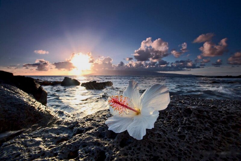 White Hibiscus Flower — Serene, Sunset, Photograph