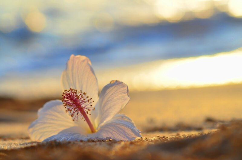 White Hibiscus Flower — Serene, Sunset