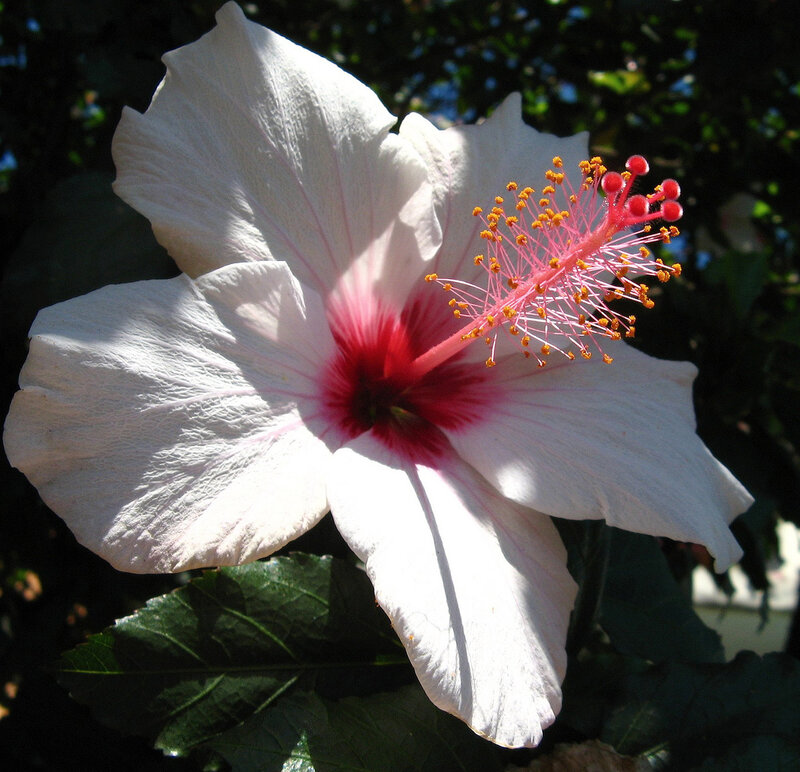 White Hibiscus Flower — Serene