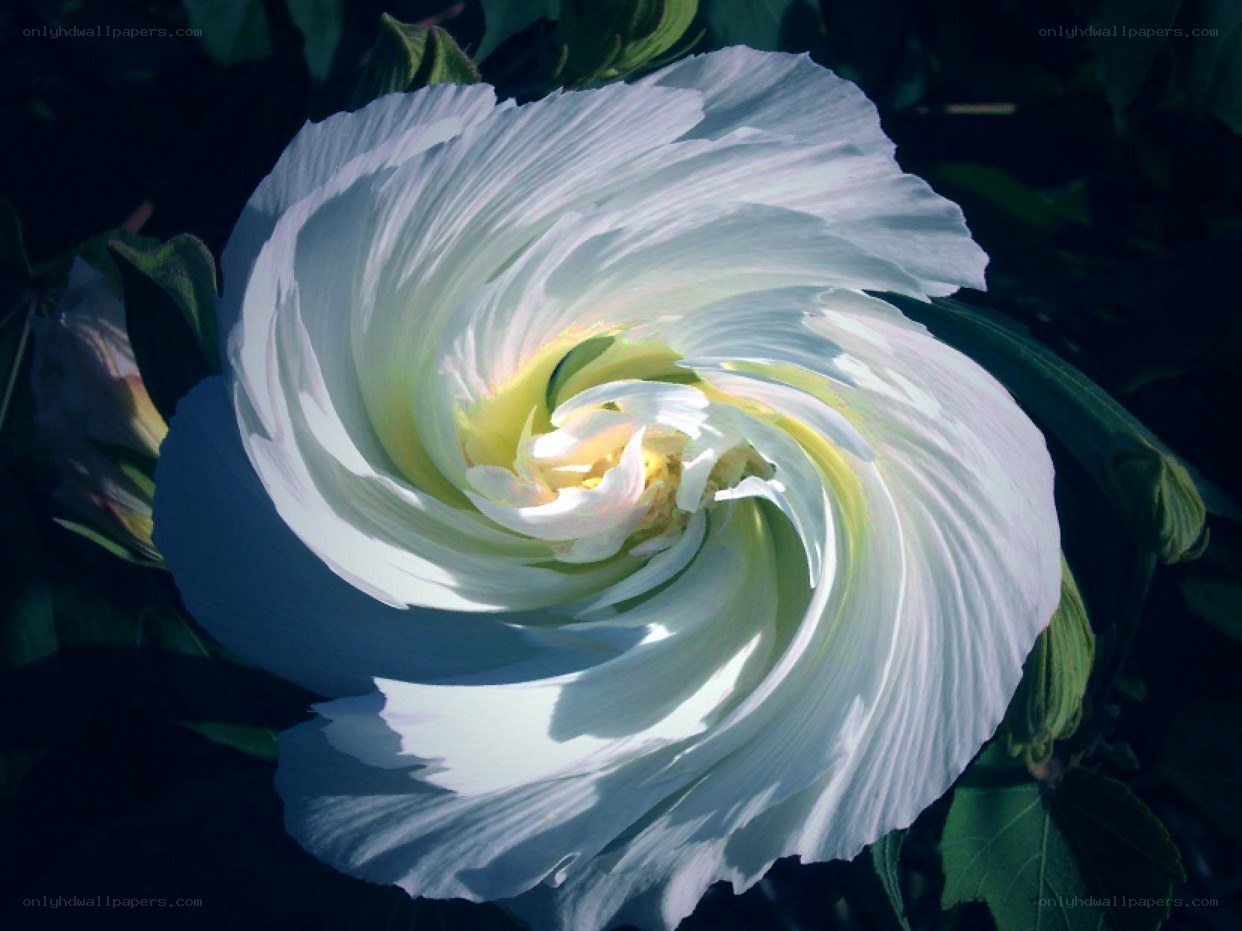 white hibiscus flower spiral