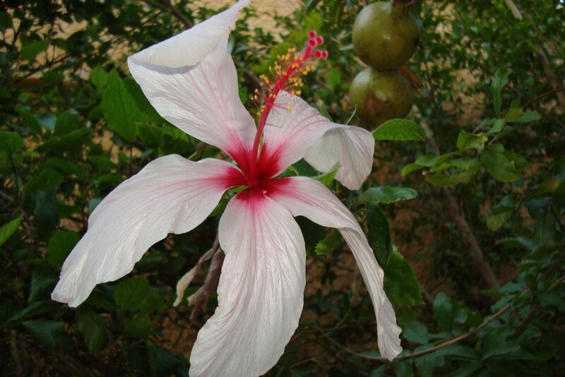 White hibiscus flower with red center