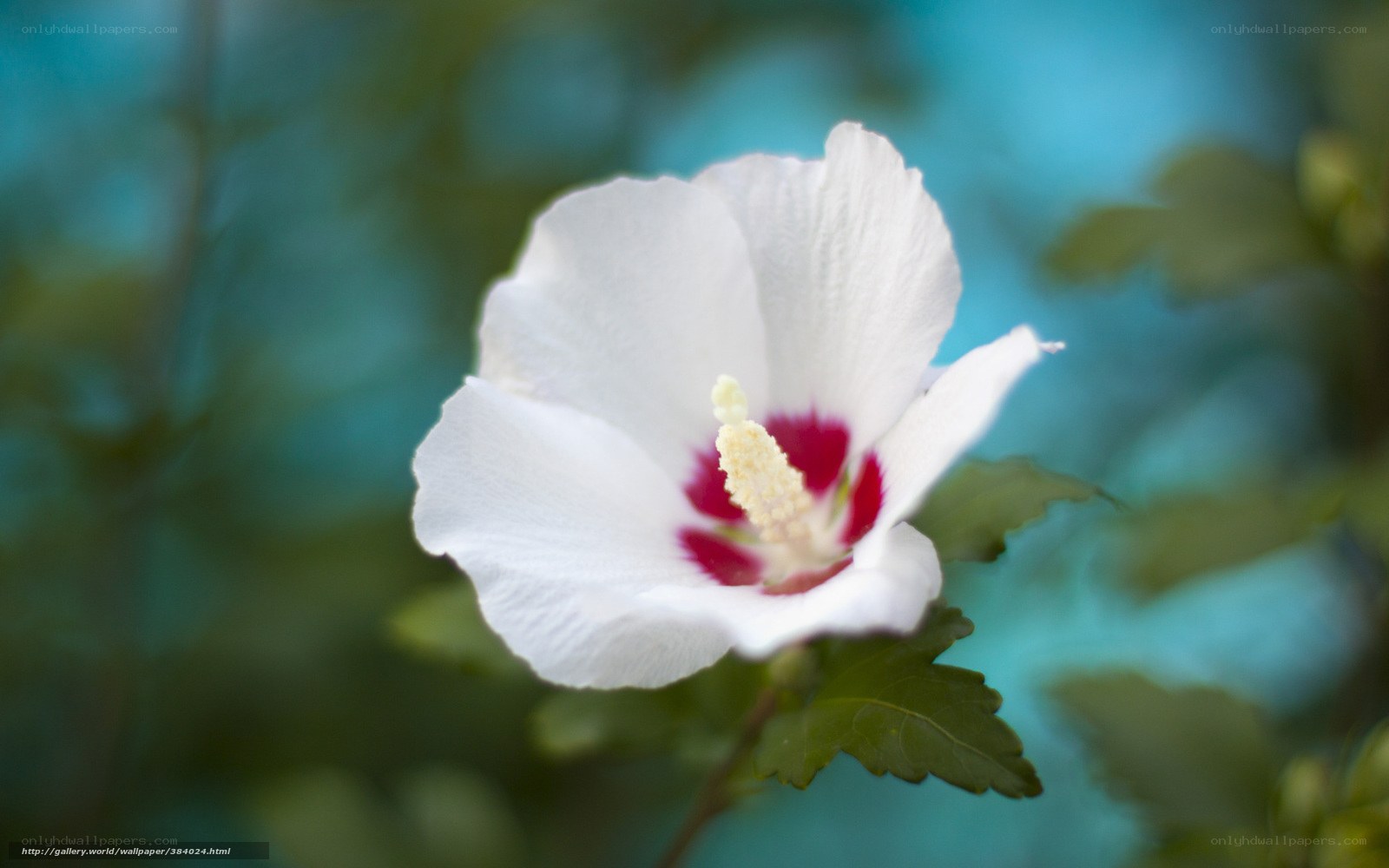 white hibiscus flower
