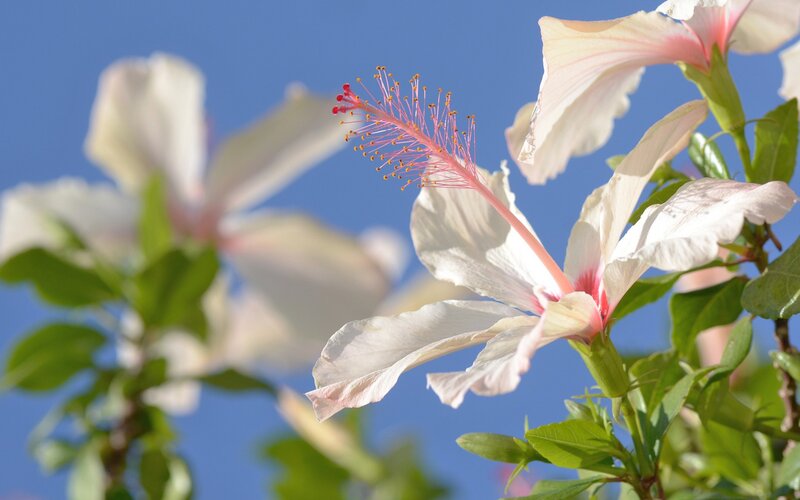 White hibiscus flowers against blue sky