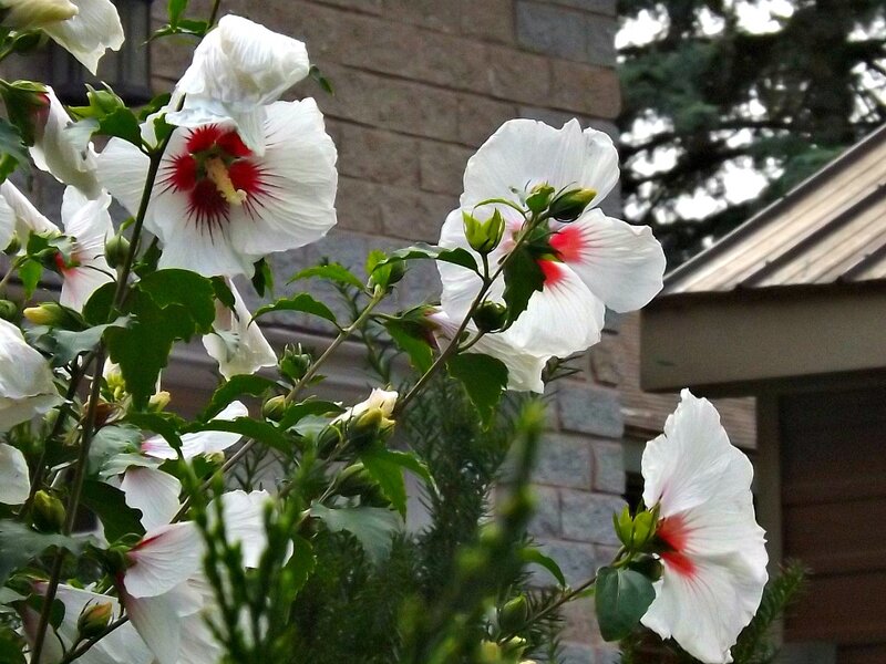 White Hibiscus Flowers — Calm, Afternoon