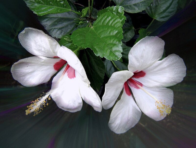 White Hibiscus Flowers — Calm, Photograph