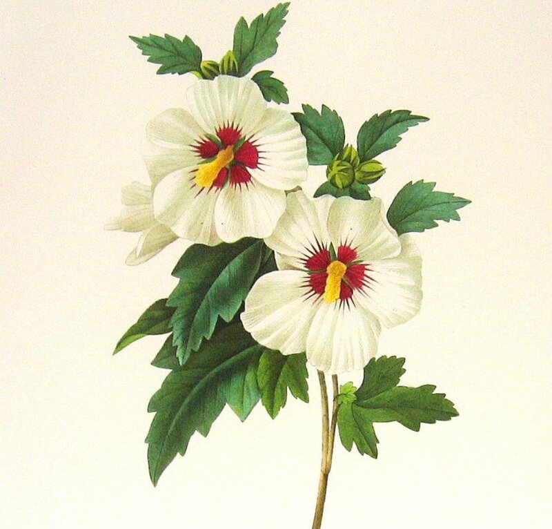White Hibiscus Flowers — Calm