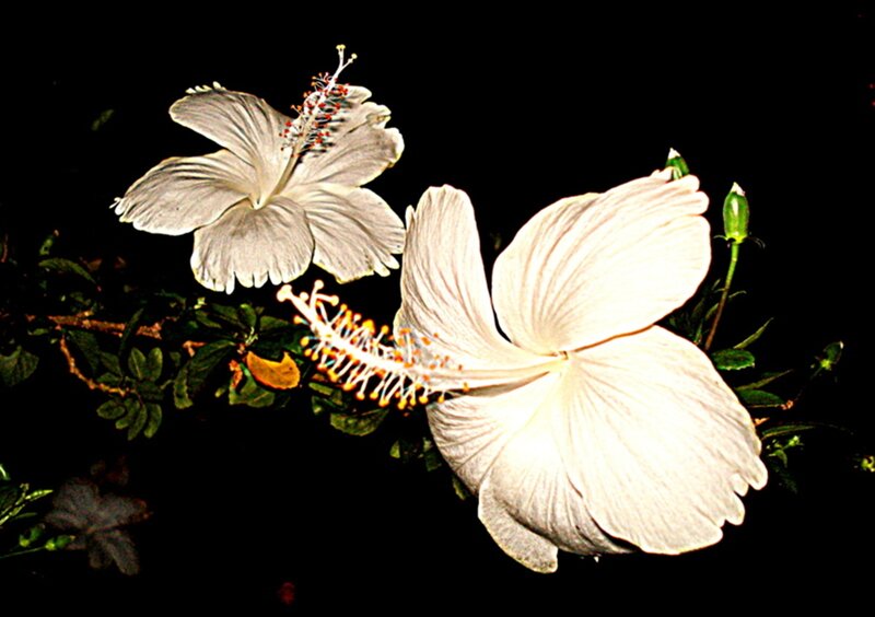 White Hibiscus Flowers — Dramatic