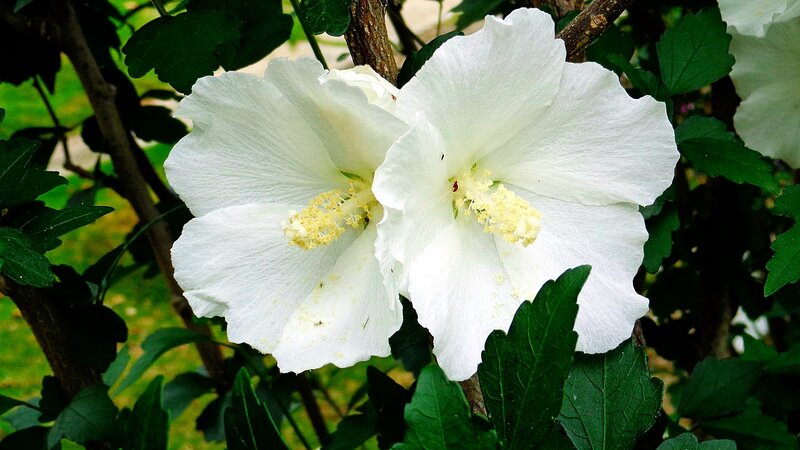 White hibiscus flowers in bloom
