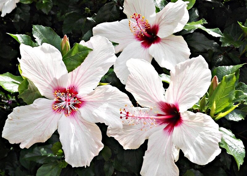 White hibiscus flowers in bloom