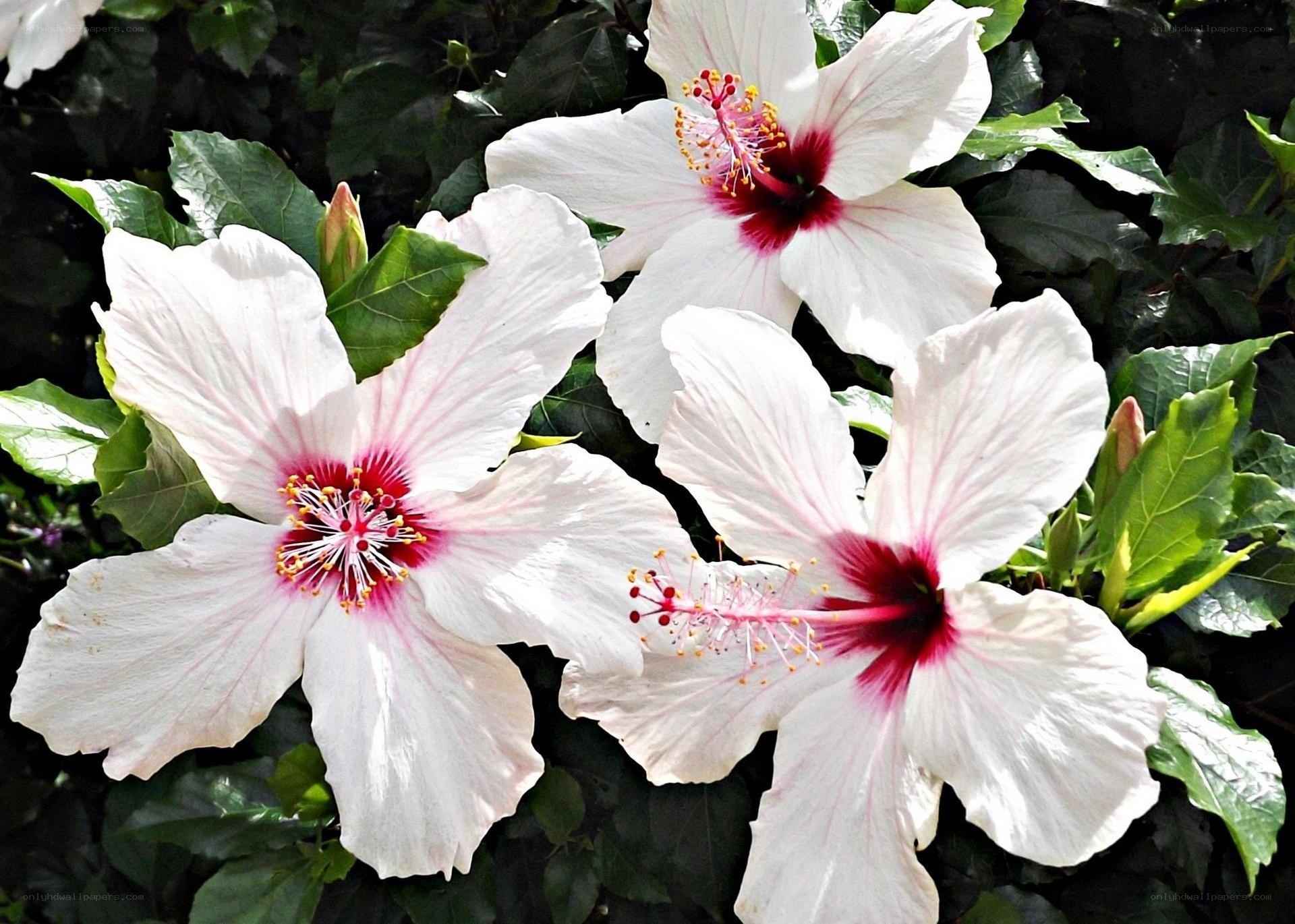 White hibiscus flowers in bloom