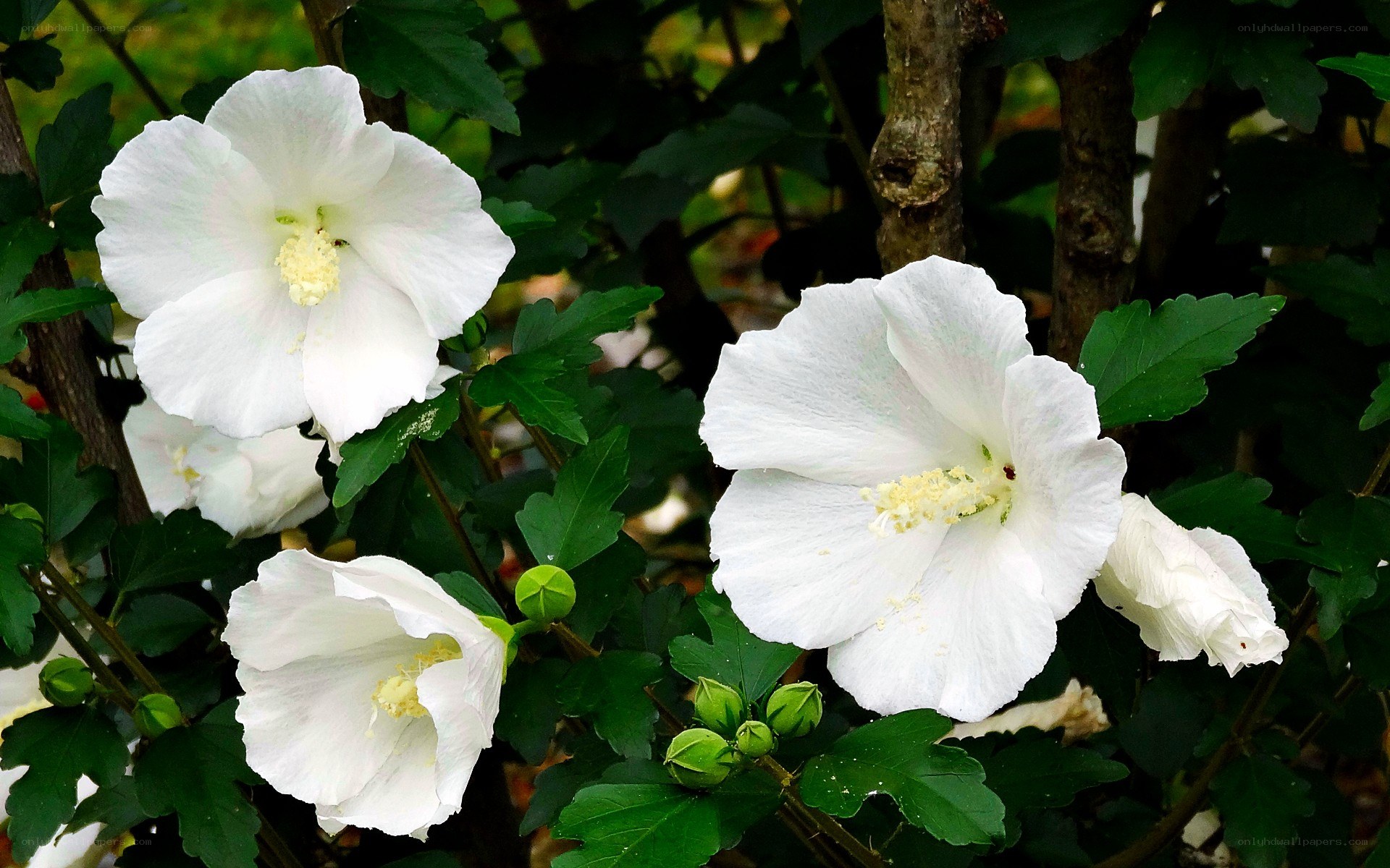 white hibiscus flowers in garden