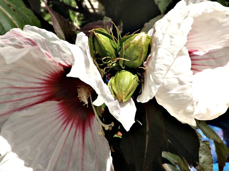White Hibiscus Flowers — Natural