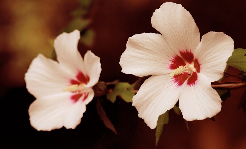 White Hibiscus Flowers — Serene, Photograph