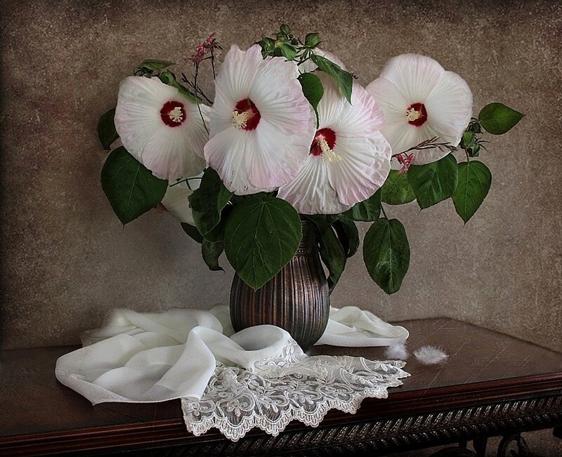 White Hibiscus Flowers — Serene