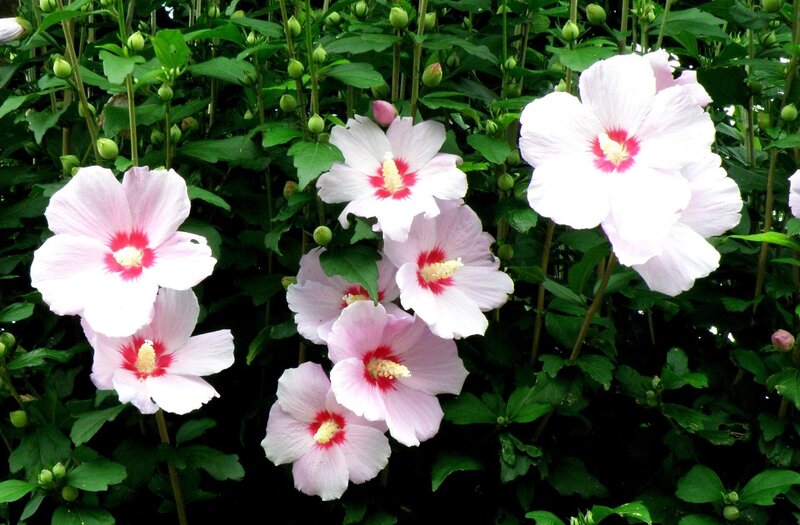 white hibiscus flowers