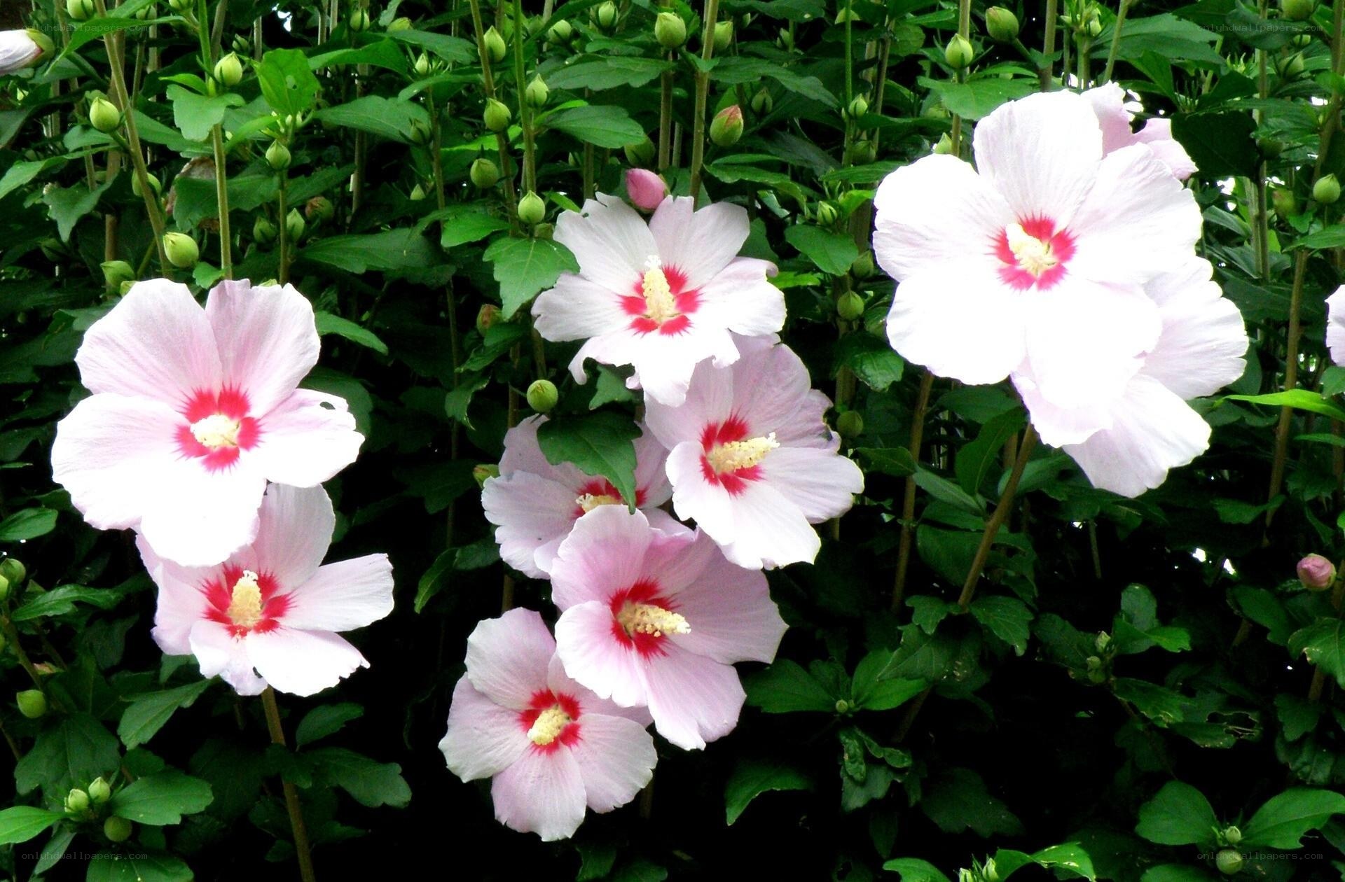 white hibiscus flowers