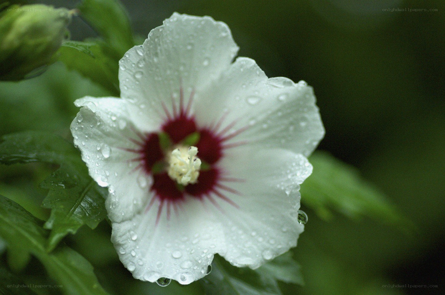 White hibiscus with water droplets