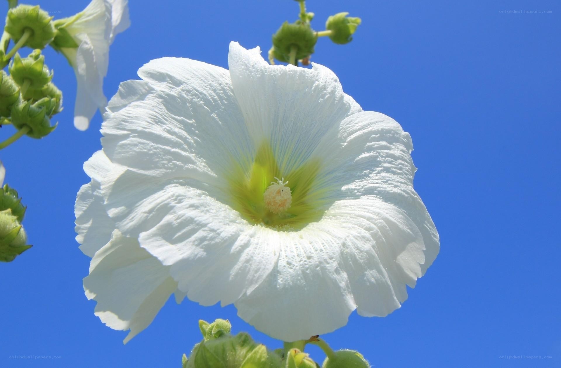 White hollyhock against blue sky