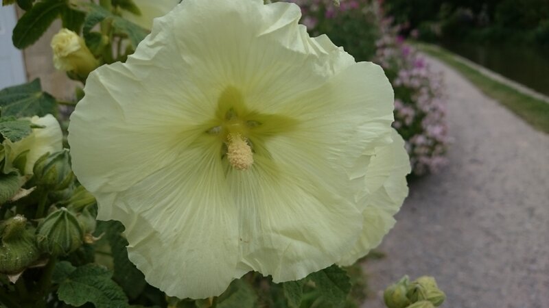 White Hollyhock Flower — Serene, Summer