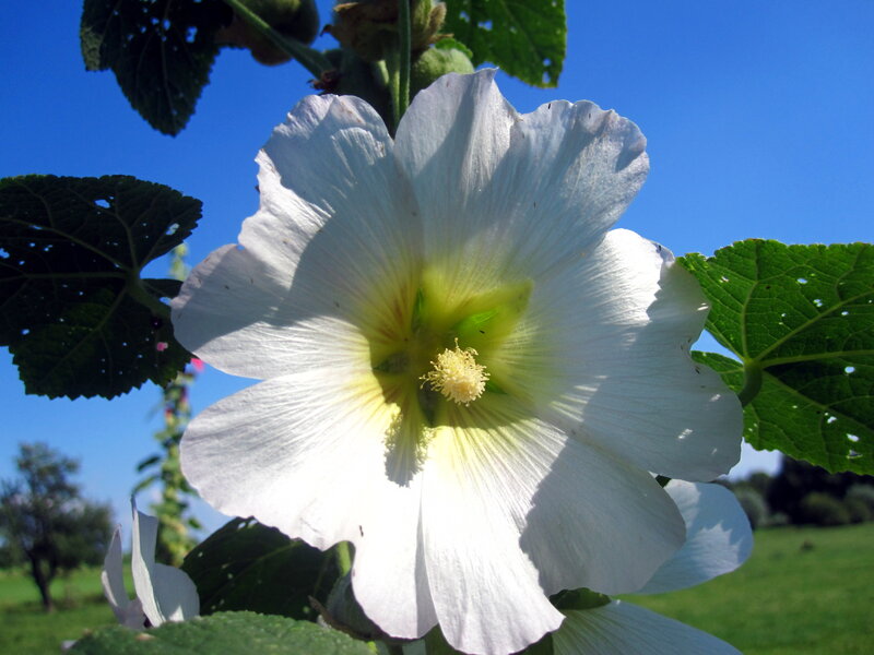 White Hollyhock Flower — Serene
