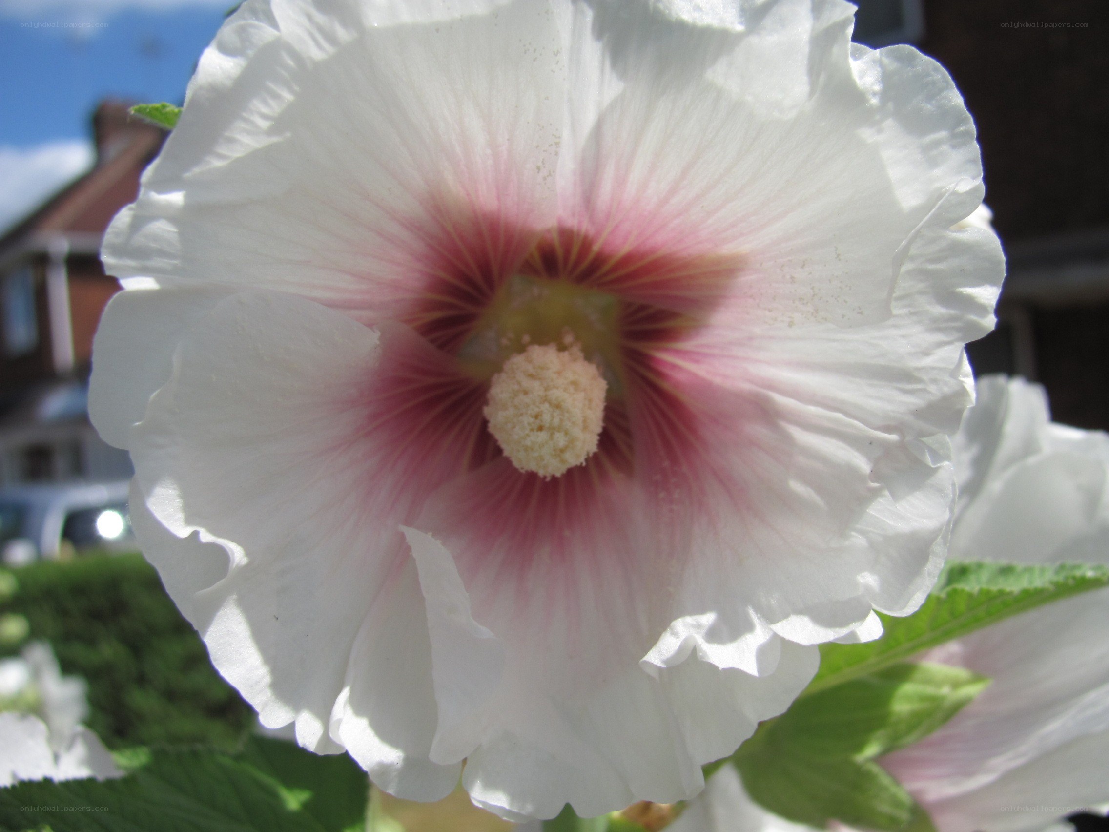 white hollyhock flower