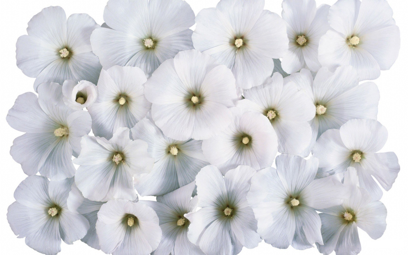 white hollyhock flowers