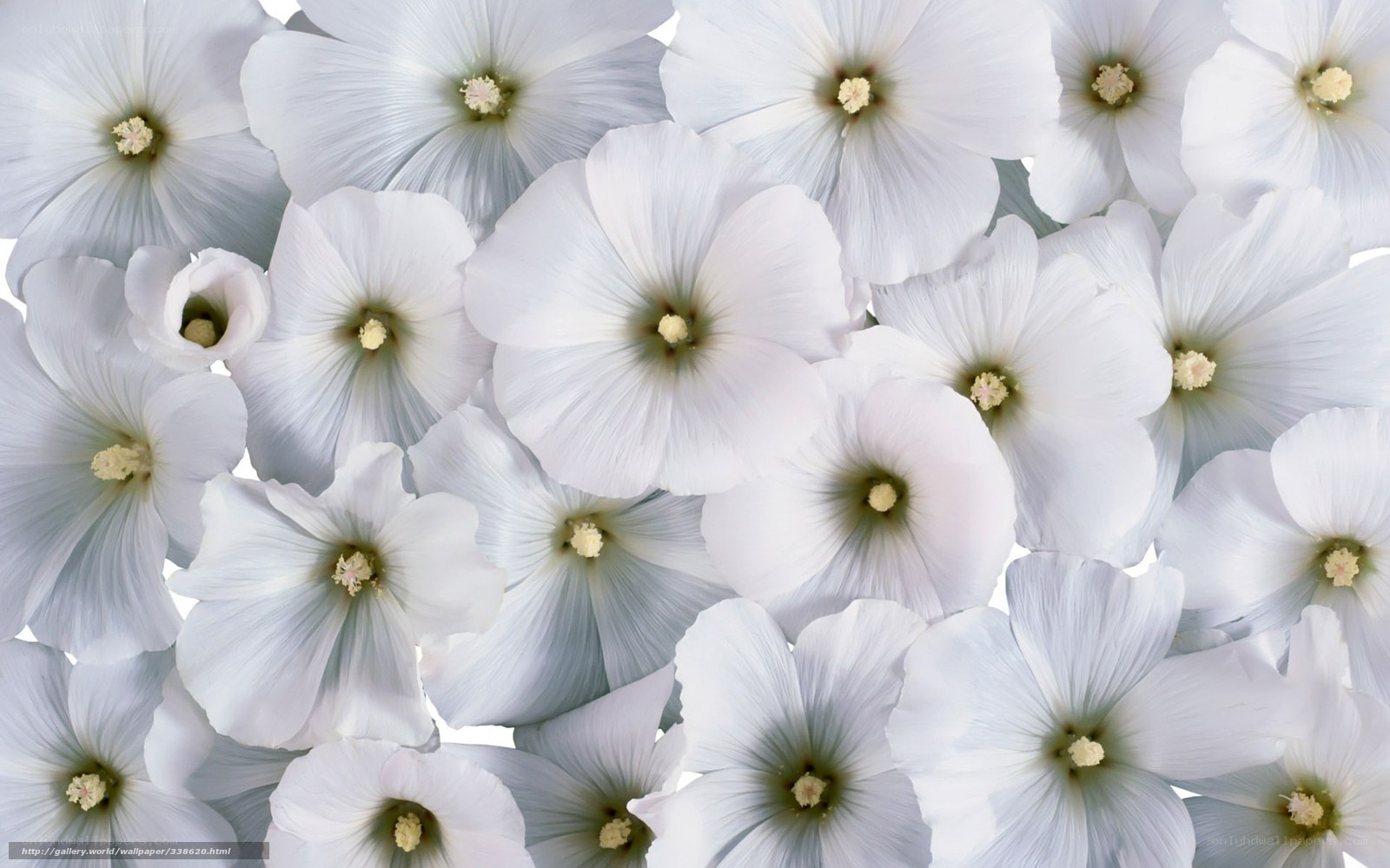 white hollyhock flowers