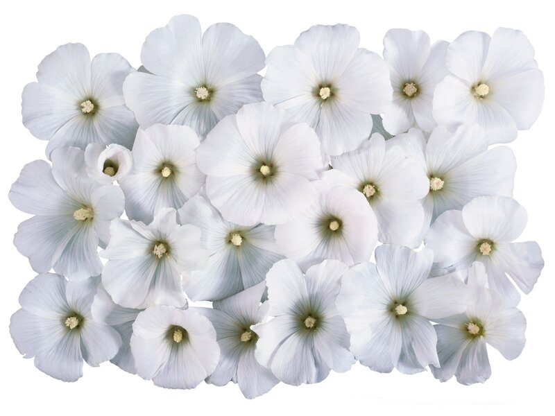 white hollyhock flowers