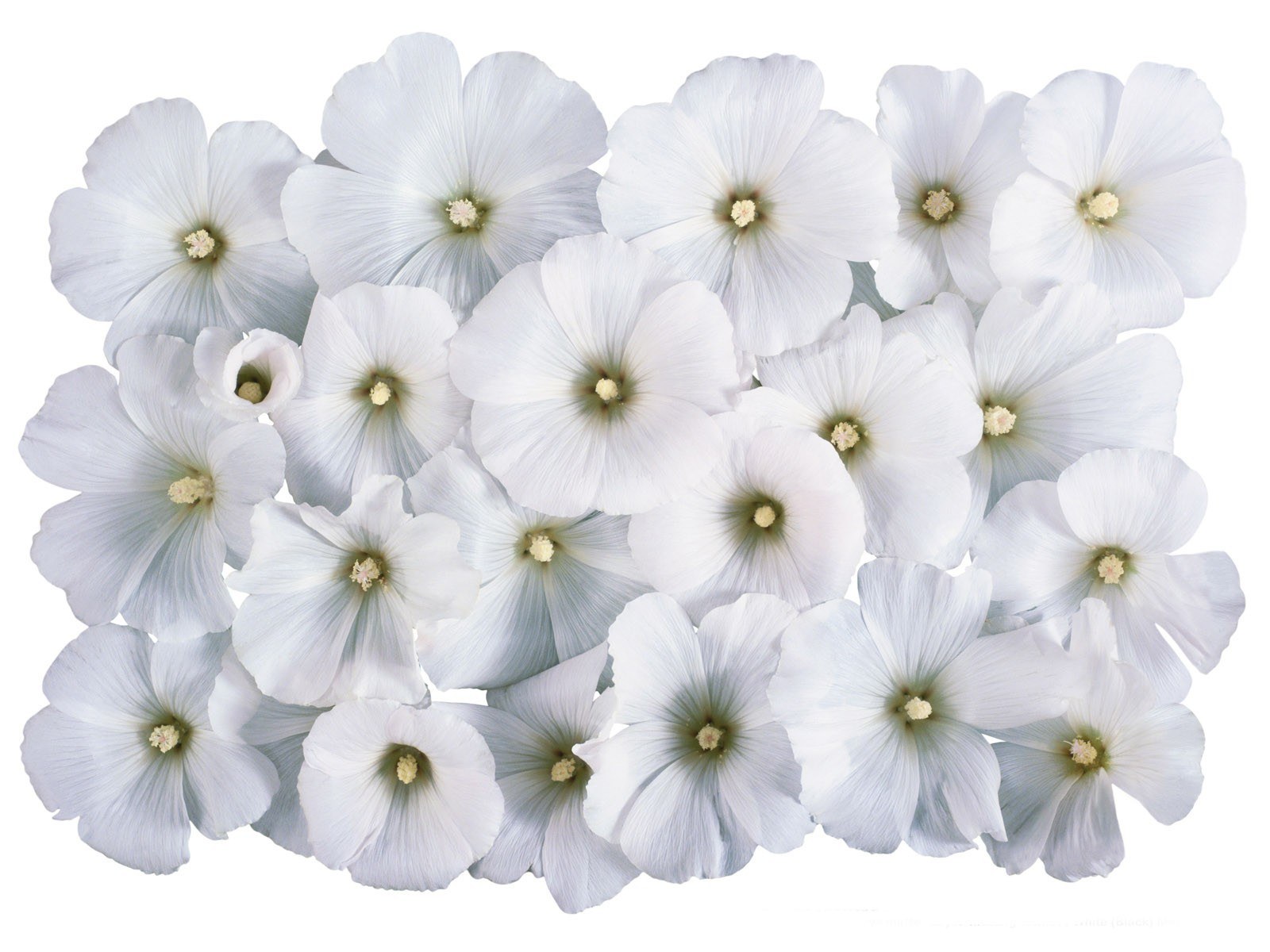 white hollyhock flowers
