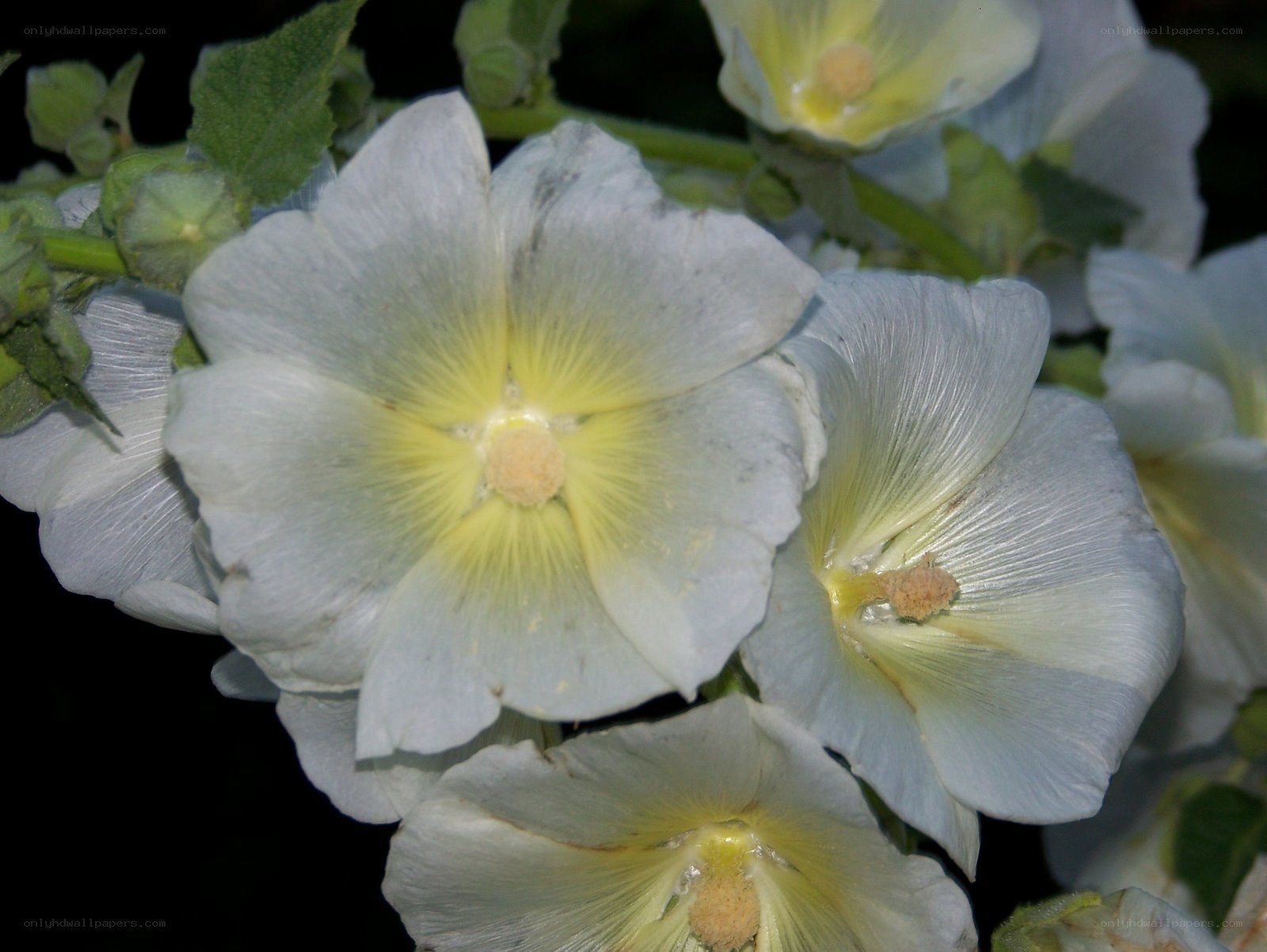 white hollyhock flowers