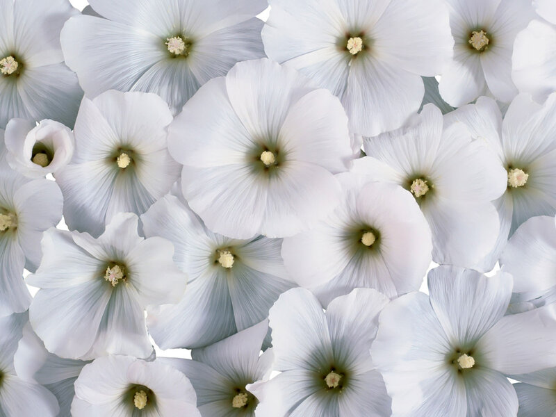 White Hollyhock Flowers — Calm, Photograph, Petals, Centers