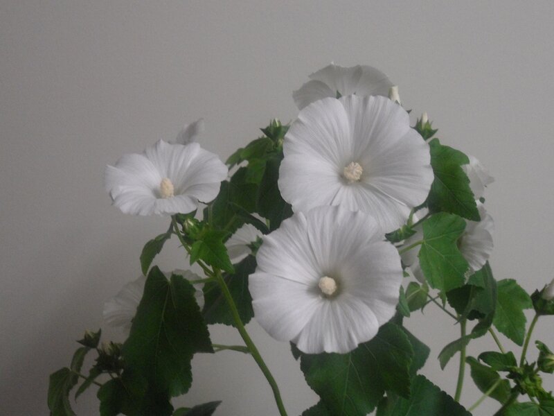 White Hollyhock Flowers — Calm, Photograph