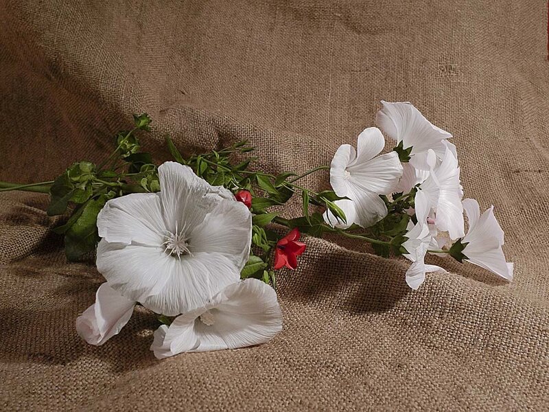White Hollyhock Flowers — Calm