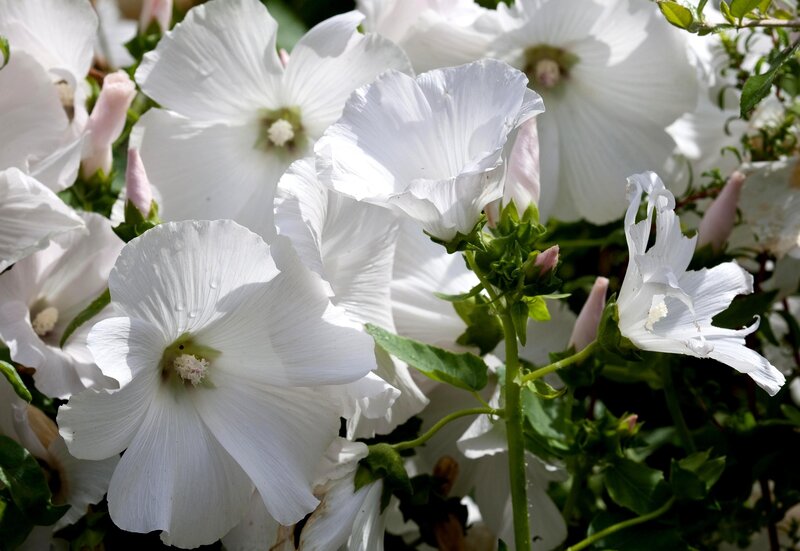 White hollyhock flowers in bloom