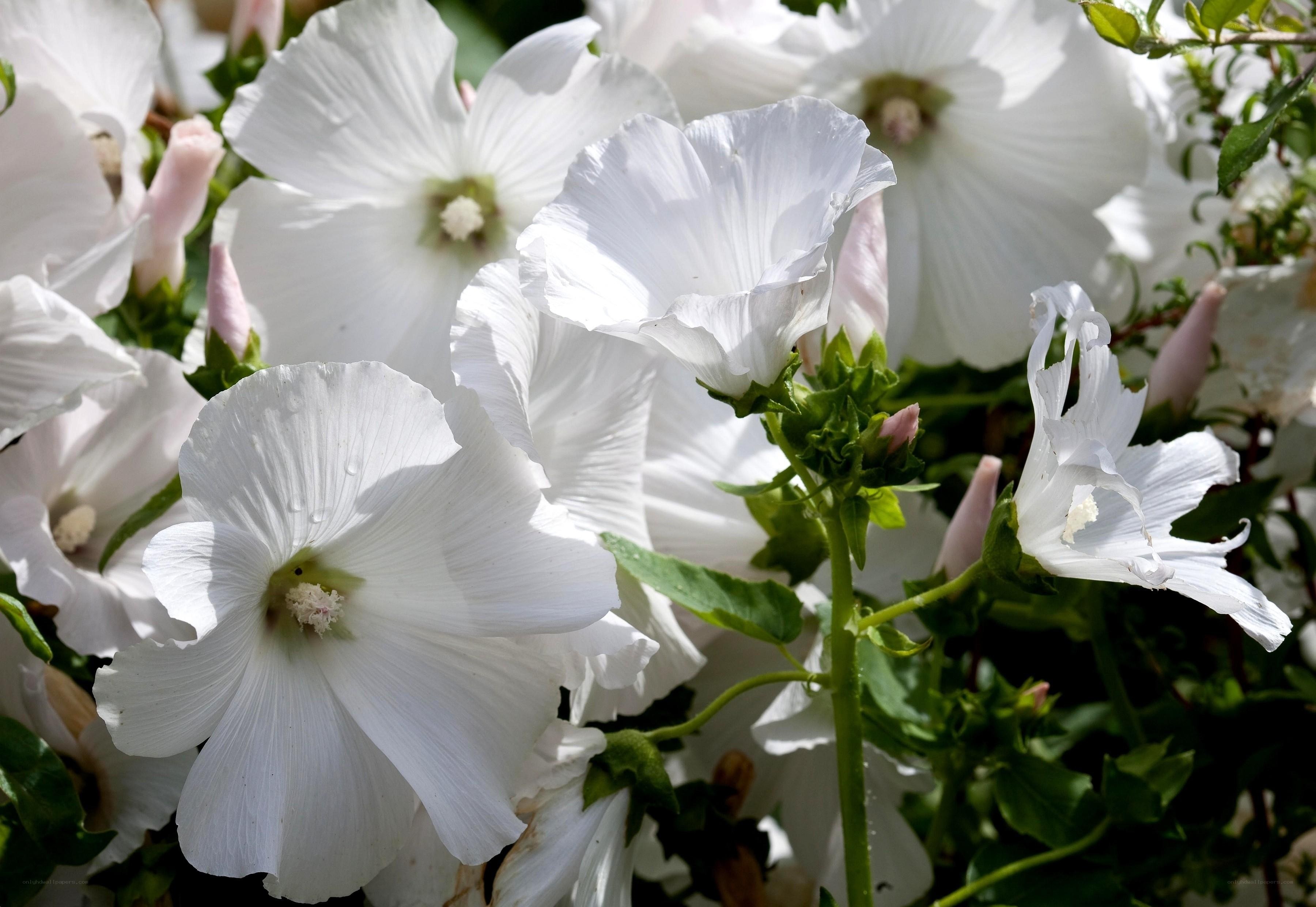 White hollyhock flowers in bloom
