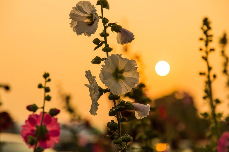White Hollyhock Flowers — Orange