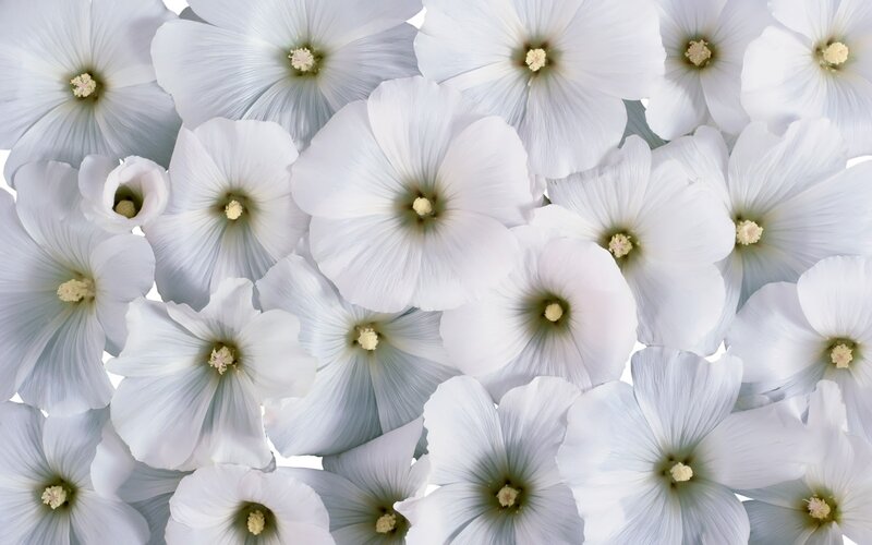 white hollyhock flowers
