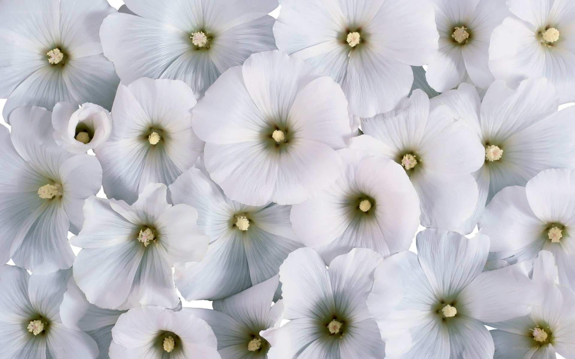 white hollyhock flowers