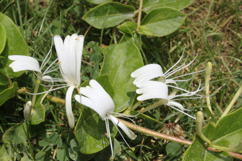 White Honeysuckle Flowers — Calm