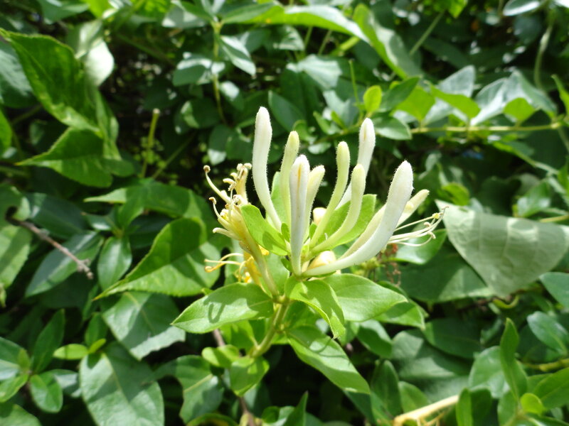 White Honeysuckle Flowers — Green