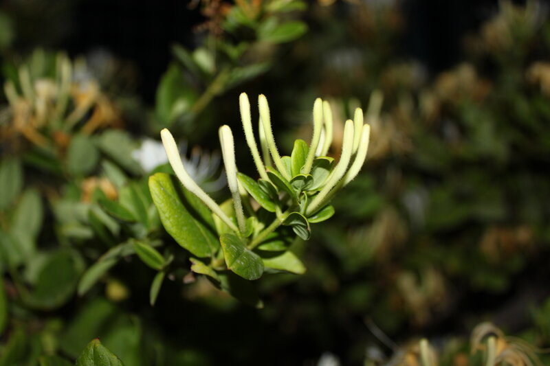 White Honeysuckle Flowers