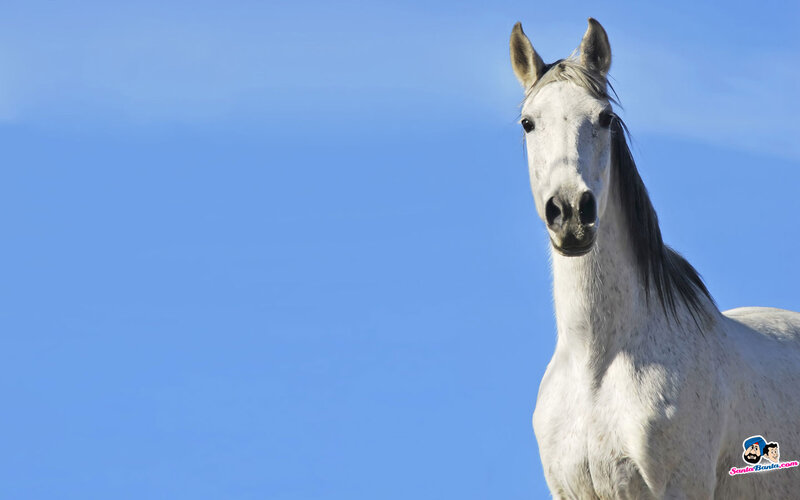 White Horse Against Blue Sky — Serene