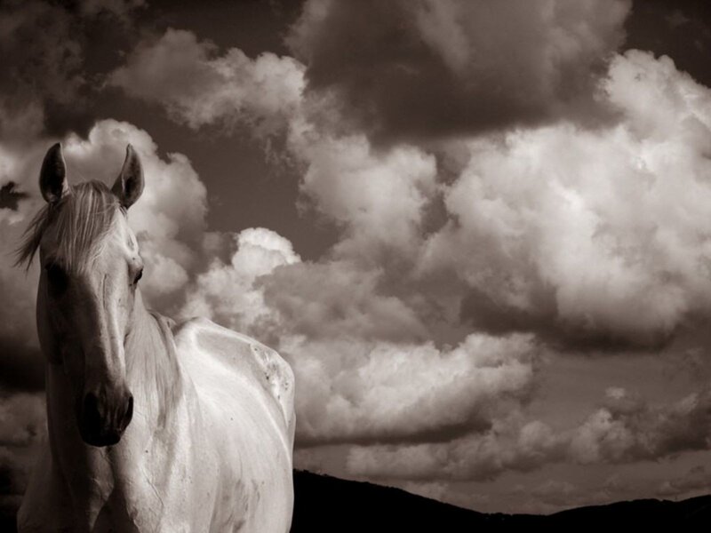 White horse against cloudy sky
