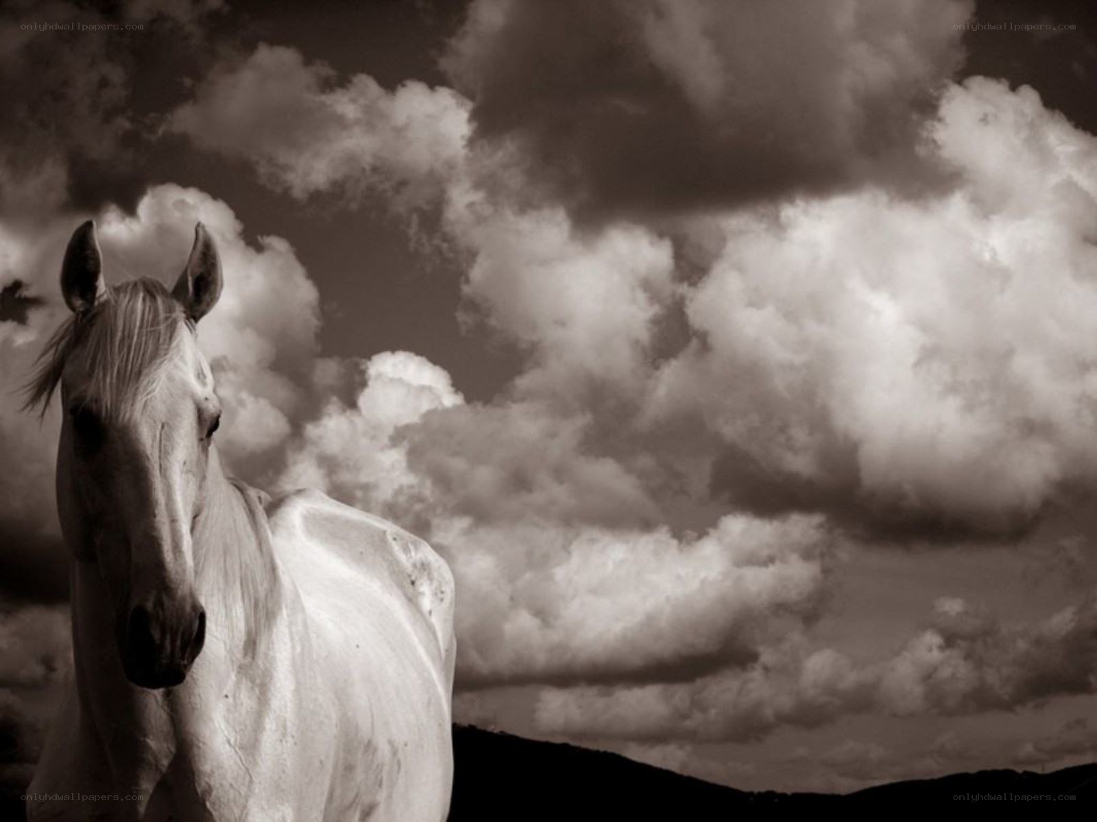 White horse against cloudy sky