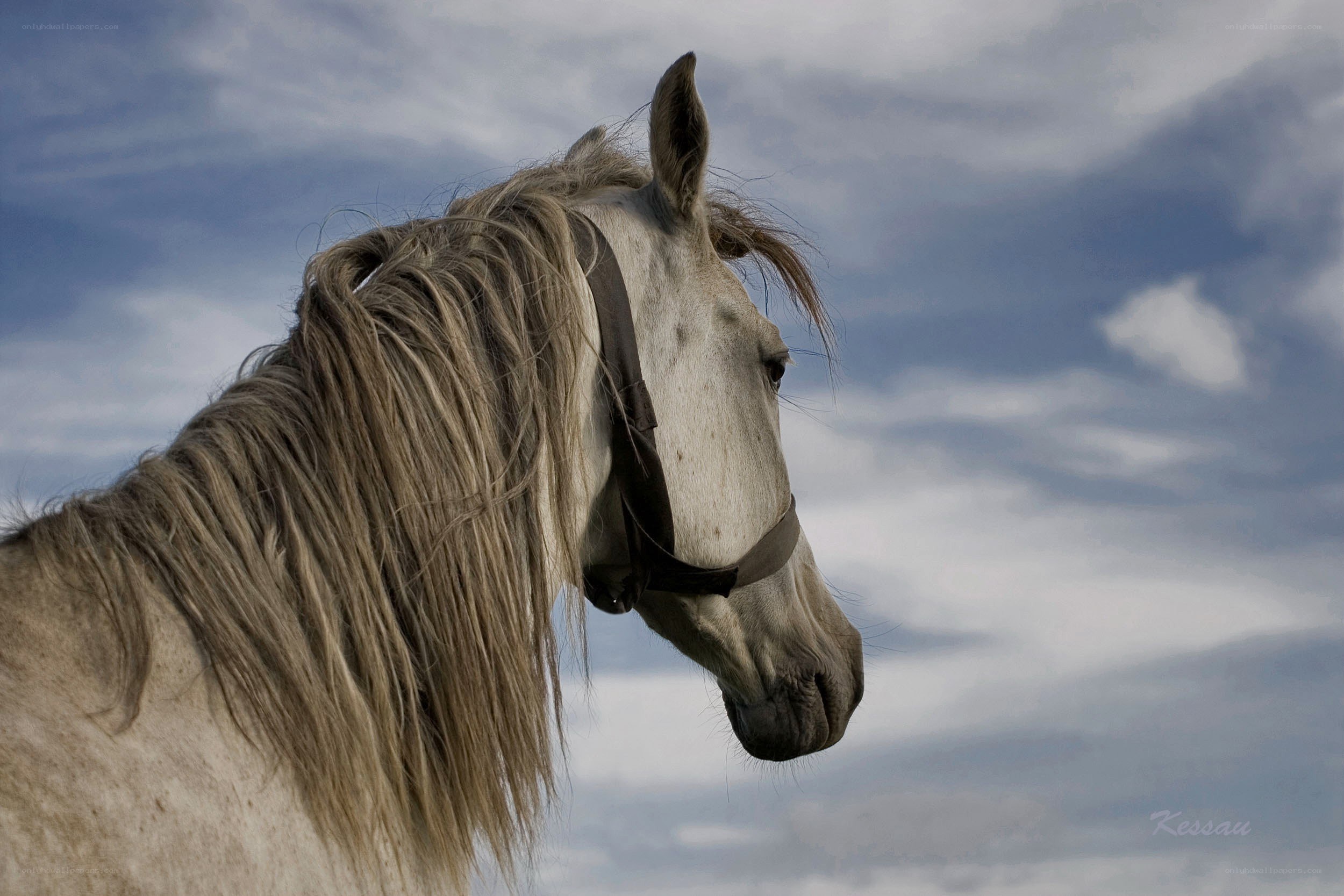 white horse against cloudy sky