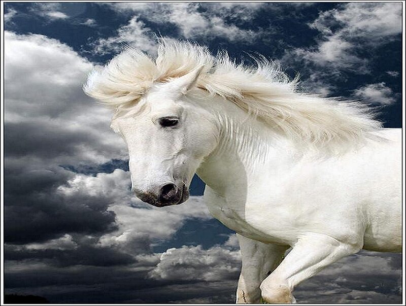 white horse against stormy sky