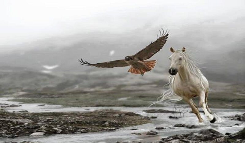 White Horse and Bird