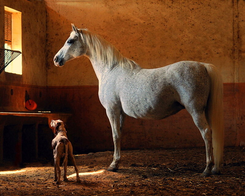 White Horse and Dog — Brown