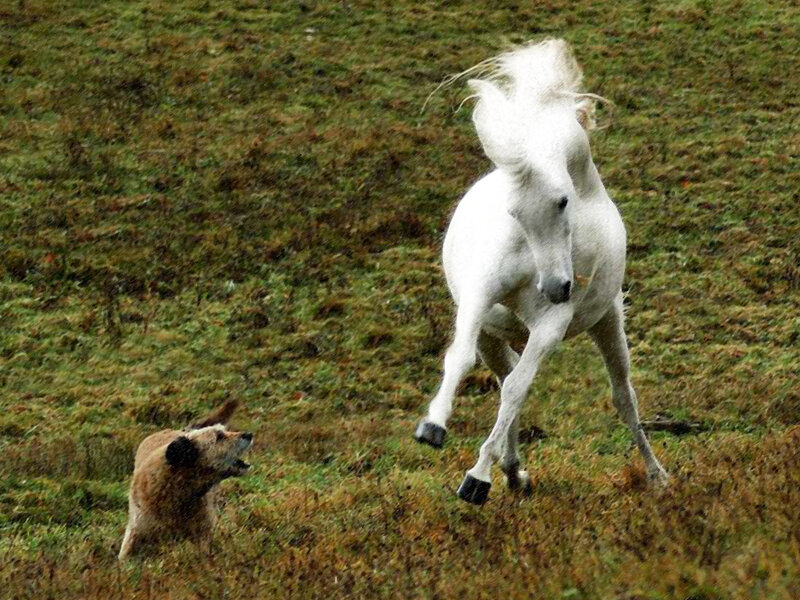 White Horse and Dog