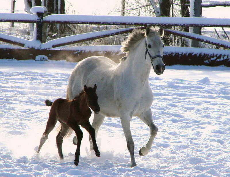White Horse and Foal — Active